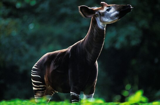 Okapi Images – Browse 1,908 Stock Photos, Vectors, and Video | Adobe Stock Okapi Images – Browse 1,908 Stock Photos, Vectors, and Video | Adobe Stock