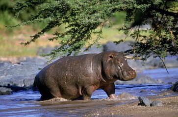 Hippopotamus, hippopotamus amphibius, Adults crossing River, Masai Mara Park in Kenya