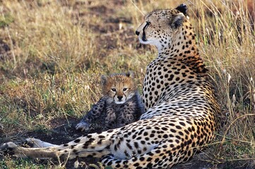Cheetah, acinonyx jubatus, Female with Cub, Masai Mara Park in Kenya