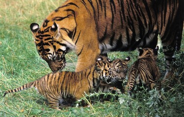 Sumatran Tiger, panthera tigris sumatrae, Female with Cub
