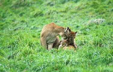 Cougar, puma concolor, Female with Cub sitting on Grass