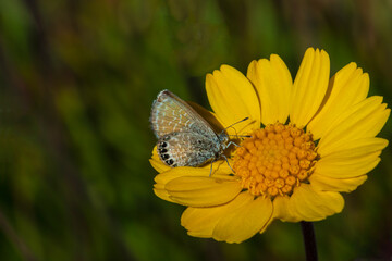 Western Pygmy-Blue Butterfly (Brephidium exilis) Feeding on Stemmy Four-Nerve Daisy