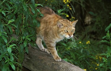 Obraz premium European Wildcat, felis silvestris, Adult standing on Branch