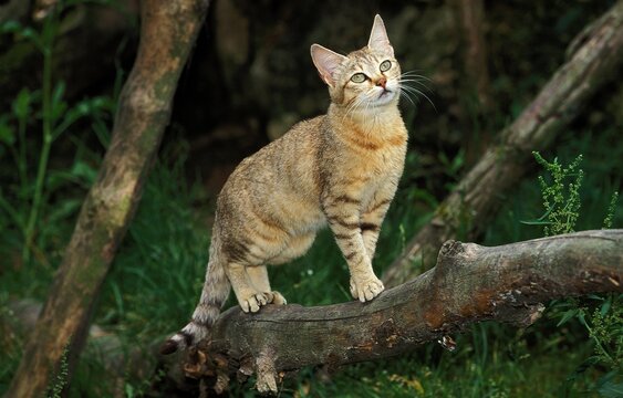 African Wildcat, felis silvestris lybica, Adult standing on Branch