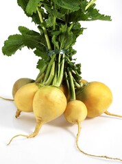 Golden Ball Turnip, brassica rapa, Vegetable against White Background