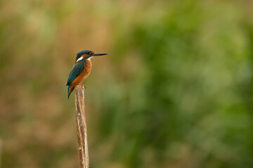kingfisher on a branch