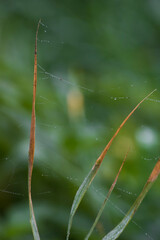 Kropelki rosy na pajęczynie - dziki brzeg jeziora