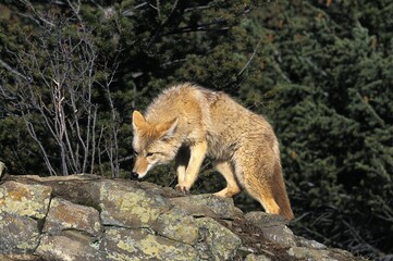 Coyote, canis latrans, Adult standing on Rocks, Montana
