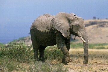 Naklejka na ściany i meble African Elephant, loxodonta africana, Adult in Savannah, Kenya