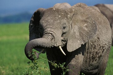 African Elephant, loxodonta africana, Adult eating Plant, Kenya