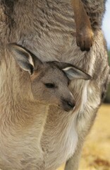Eastern Grey Kangaroo, macropus giganteus, Female with Joey in Pouch, Australia