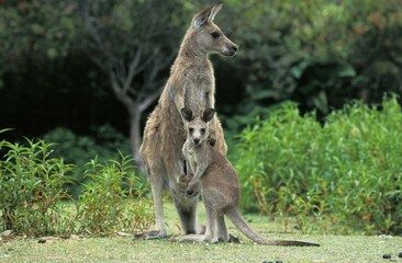 Naklejka na ściany i meble Eastern Grey Kangaroo, macropus giganteus, Female with Joey, Australia