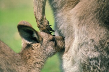 Eastern Grey Kangaroo, macropus giganteus, Female with Joey suckling, Australia © slowmotiongli