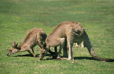 Eastern Grey Kangaroo, macropus giganteus, Adults eating Grass, Australia © slowmotiongli