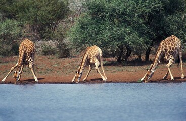 Rothschild's Giraffe, giraffa camelopardalis rothschildi, Group Drinking at River, Kenya © slowmotiongli