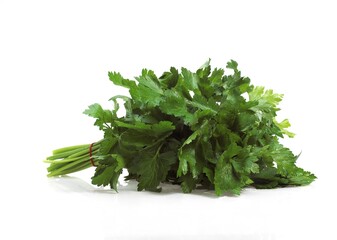 Flat-Leaved Parsley, petroselinum crispum against White Background