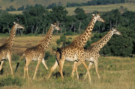 Masai Giraffe, giraffa camelopardalis tippelskirchi, Group in Masai Mara Park in Kenya