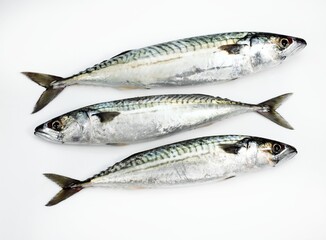 Mackerel, scomber scombrus, Fresh Fish against White Background
