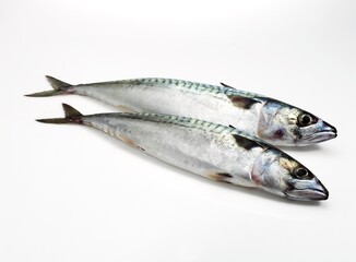 Mackerel, scomber scombrus, Fresh Fish against White Background