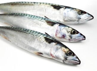 Mackerel, scomber scombrus, Fresh Fish against White Background