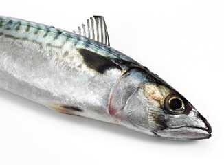 Mackerel, scomber scombrus, Fresh Fish against White Background