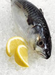 Mackerel, scomber scombrus, Fresh Fish with Lemon on Ice