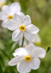 Naklejka na ściany i meble white narcissus flowers in the garden