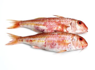 Gurnard, mullus surmuletus, Fresh Fish against White Background