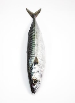 Mackerel, scomber scombrus, Fresh Fish against White Background