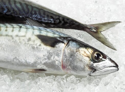 Mackerel, scomber scombrus, Fresh Fish on Ice