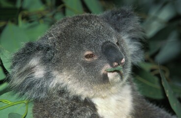 Koala, phascolarctos cinereus, Adult eating a Leaf of Eucalyptus, Australia