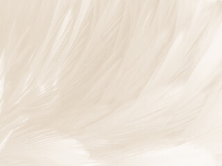 Obraz premium Beautiful abstract gray and white feathers on white background, soft brown feather texture on white pattern background, yellow feather background