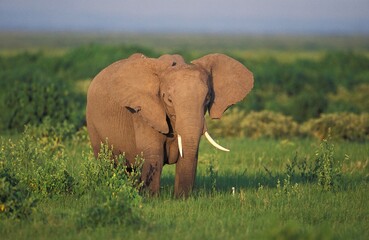 African Elephant, loxodonta africana, Adult in Savannah, Kenya