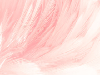 Beautiful abstract white and pink feathers on white background and soft white feather texture on...