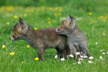 Red Fox, vulpes vulpes, Pup with Flowers, Normandy