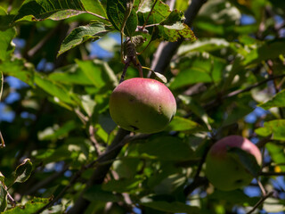Natural apples red/green