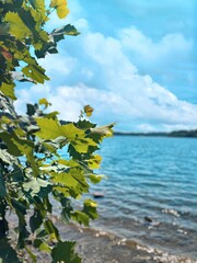 Obraz premium Leaves by water