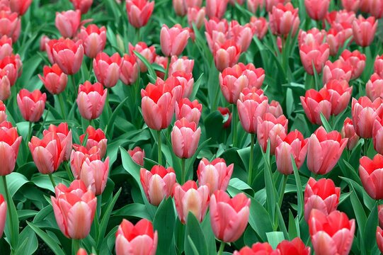 Field of Tulips, tulipa hybrid of Darwin sake