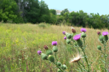 thistle blooming in the meadow