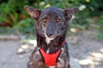 a dark colored dog in a red harness looks up. dog for a walk