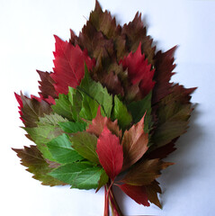 Bright yellow bouquet of autumn leaves. High-contrast close-up of dark yellow leaves on a white background. The sadness of the autumn season.