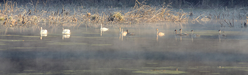 Cold frosty dawn in the swamp, the first rays of the sun. Skeletons of dead trees. Birds swans on vacation.