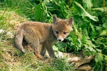 Red Fox, vulpes vulpes, Pup standing on Grass, Normandy