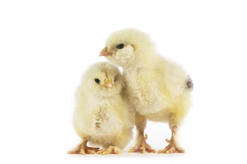 Domestic Chicken, Chicks against White Background