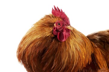 Brahma Domestic Chicken, an Indian Breed, Cockerel against White Background