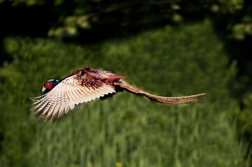 Common Pheasant, phasianus colchicus, Male in Flight, Normandy