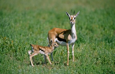 Thomson's Gazelle, gazella thomsoni, Female with Newborn Fawn, Masai Mara Park in Kenya