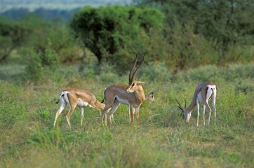Grant's Gazelle, gazella granti, Herd, Kenya