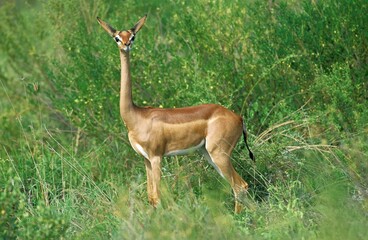 Gerenuk or Waller's Gazelle, litocranius walleri, Female at Samburu Park in Kenya