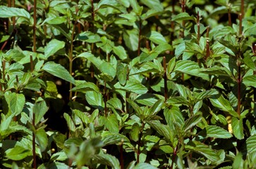 Peppermint, mentha piperita